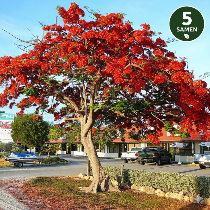 Płomień Afryki Delonix Regia Bonsai 5 nasion